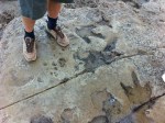 dinosaur prints