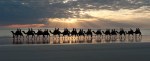Cable Beach Camels