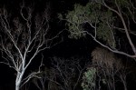 Gums at night