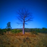 Boab at El&nbsp;Questro