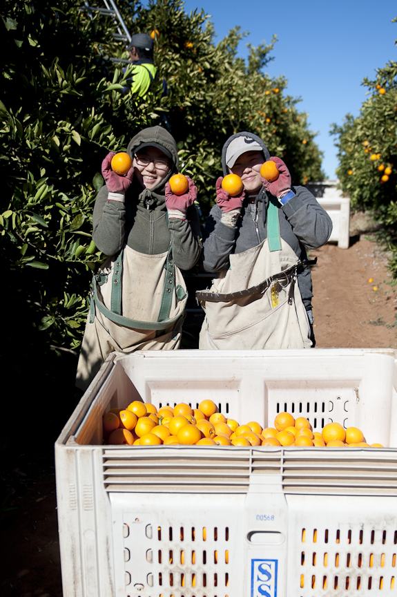 Mildura orange pickers
