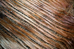 Carnarvon palm casing_01