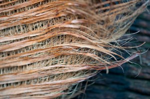 Carnarvon palm casing_02