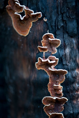 Carnarvon tree fungus_01