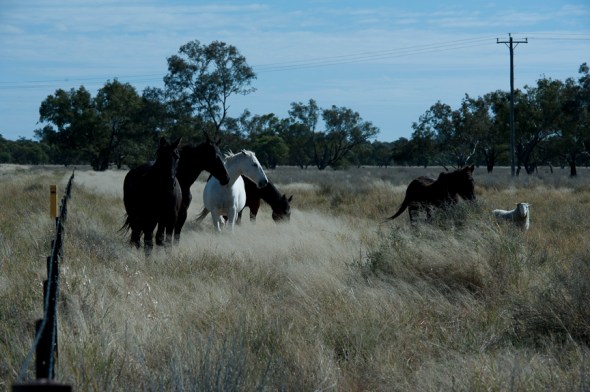 sheep and brumbies out the back-o-bourke