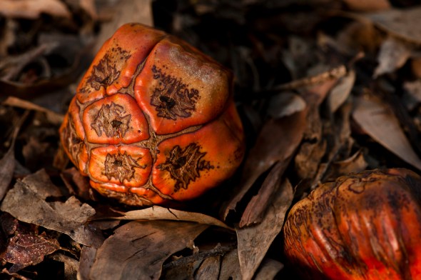 Palm Seeds, Kakadu