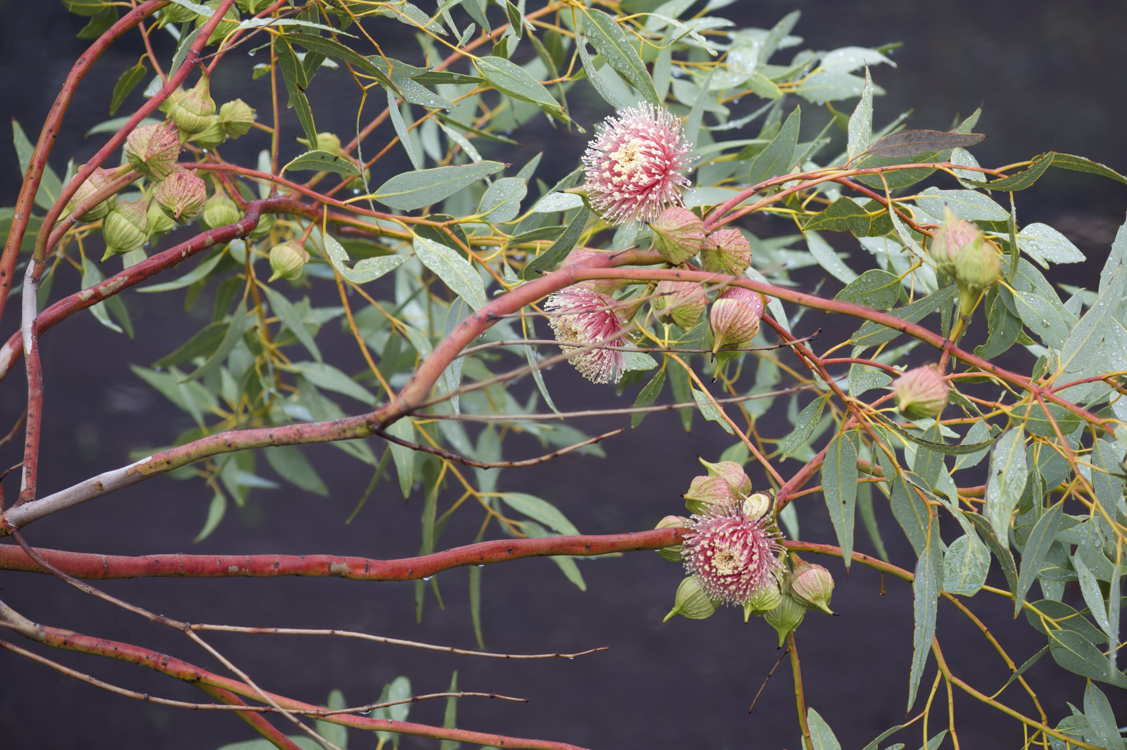 Eucalyptus_giles_mallee
