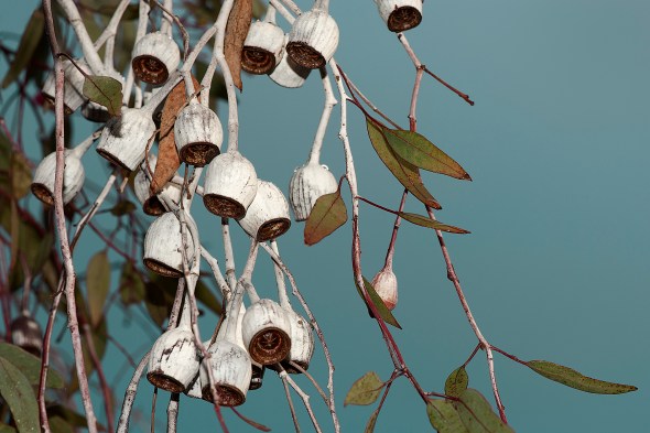 Iconic Australian Imagery