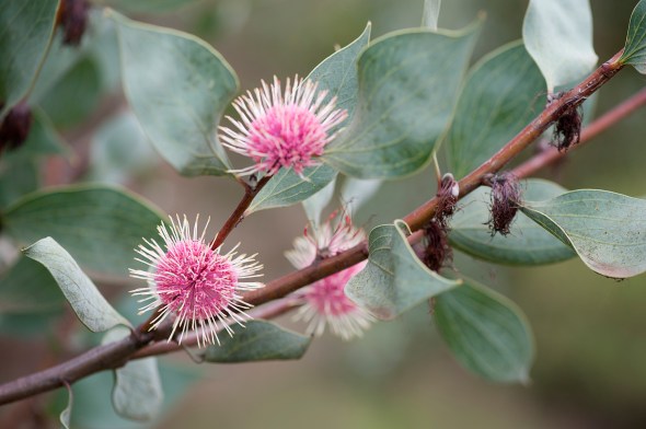 Hakea laurina, Pin-cushion Hakea