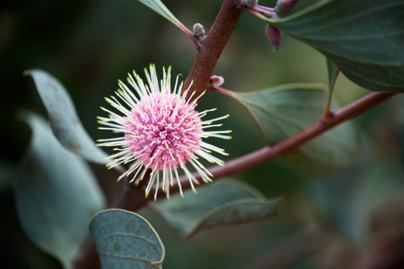 Iconic Australian Imagery