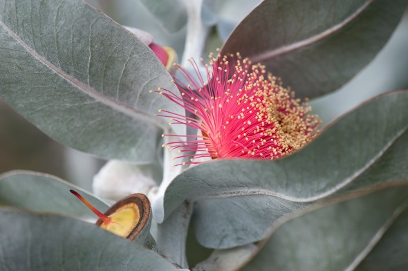 Iconic Australian Imagery