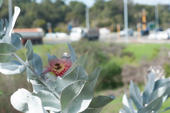 140603_Flora_0958_road