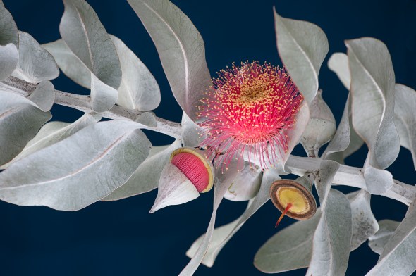 Iconic Australian Imagery