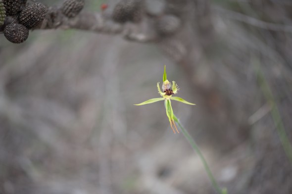 Spider orchid