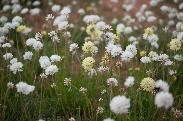 Brand Highway wildflowers
