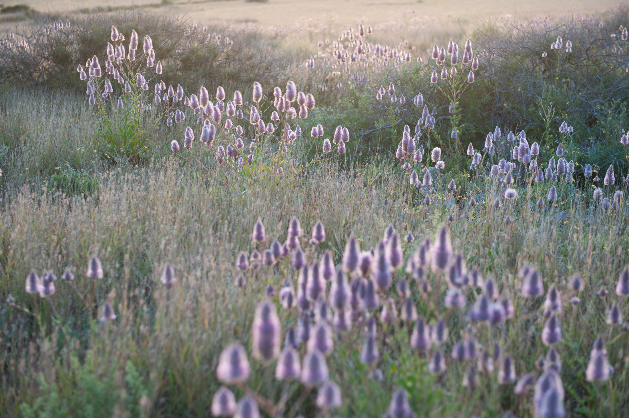 Tall Mulla Mulla, Warroora Station