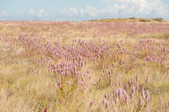 Mulla Mulla at Cape Range
