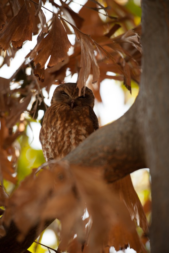 Resident camp owl