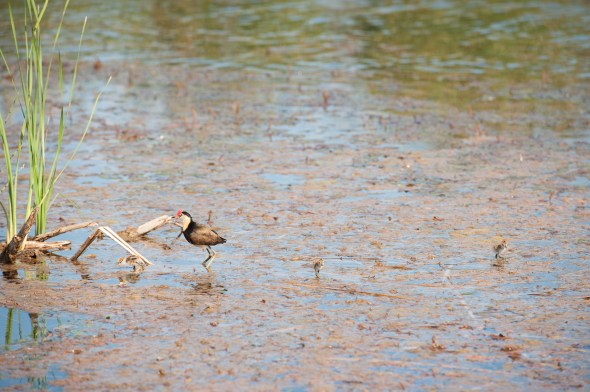 CUTE! Comb crested Jacana - Jesus bird with chicks