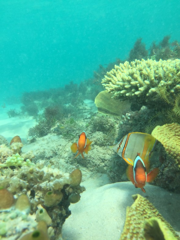 What you looking at, Williams? Incoming anemone fish at Eastern Beach, an amazing snorkelling spot with coral gardens of wondrous design.