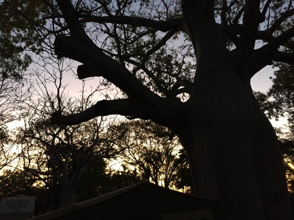 Under the Giant Boab