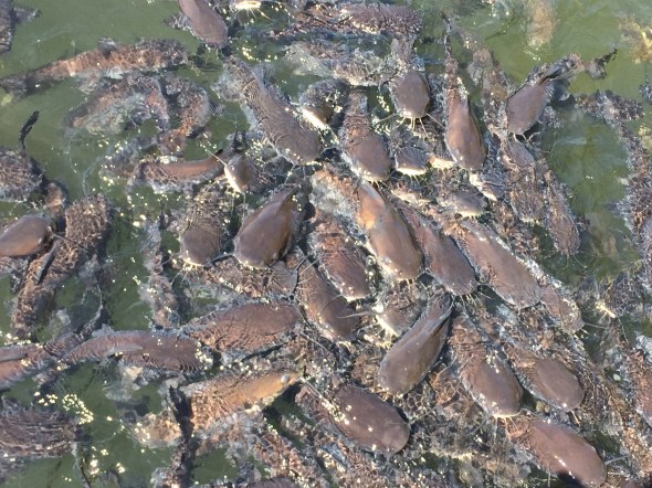 Collective noun for Catfish?