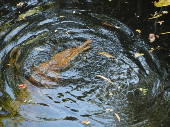 Croc feeding - a little less enthusiastic