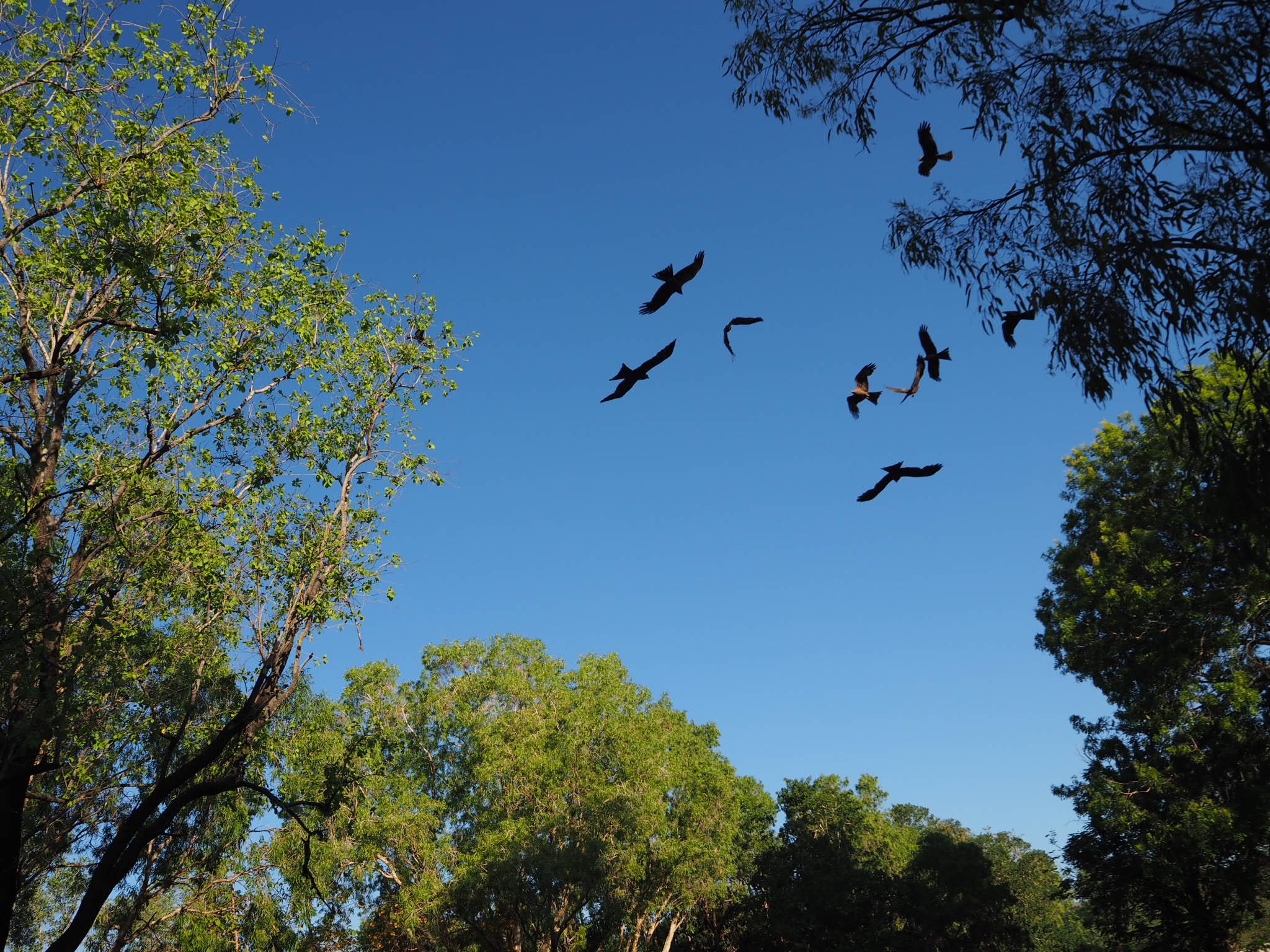 Timber Creek raptor feeding