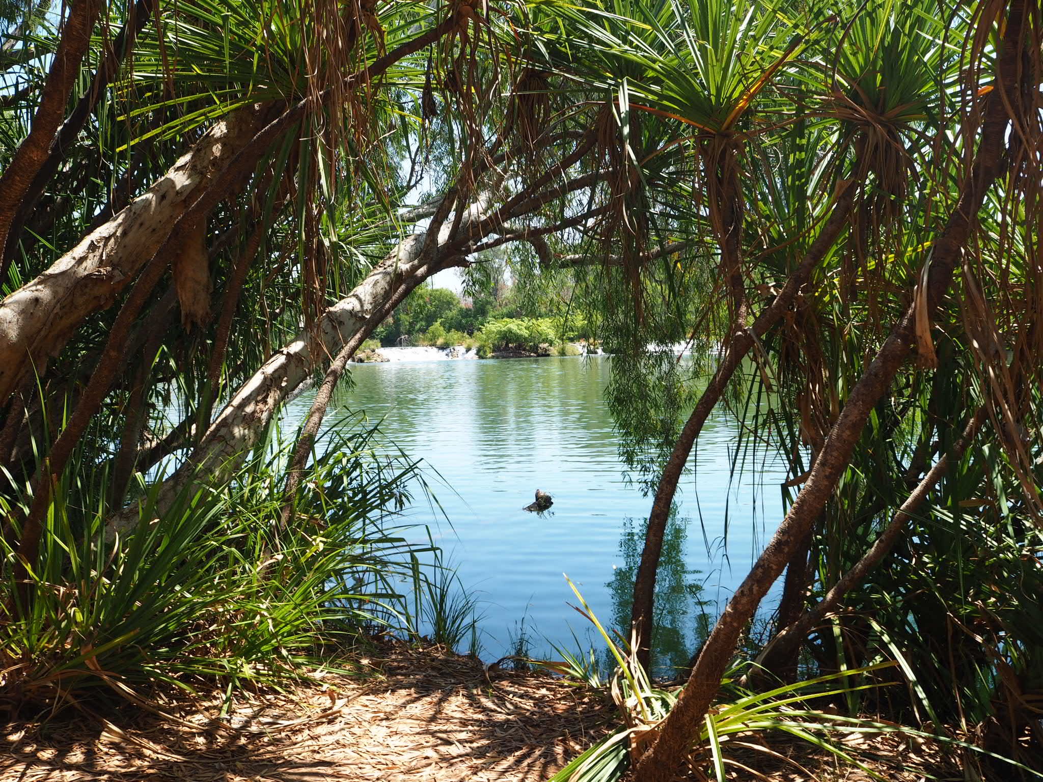 Edith Falls swimming hole. the fish are cute until they nibble your bits.