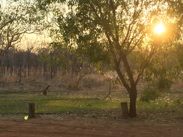 Edith Falls camp visitor