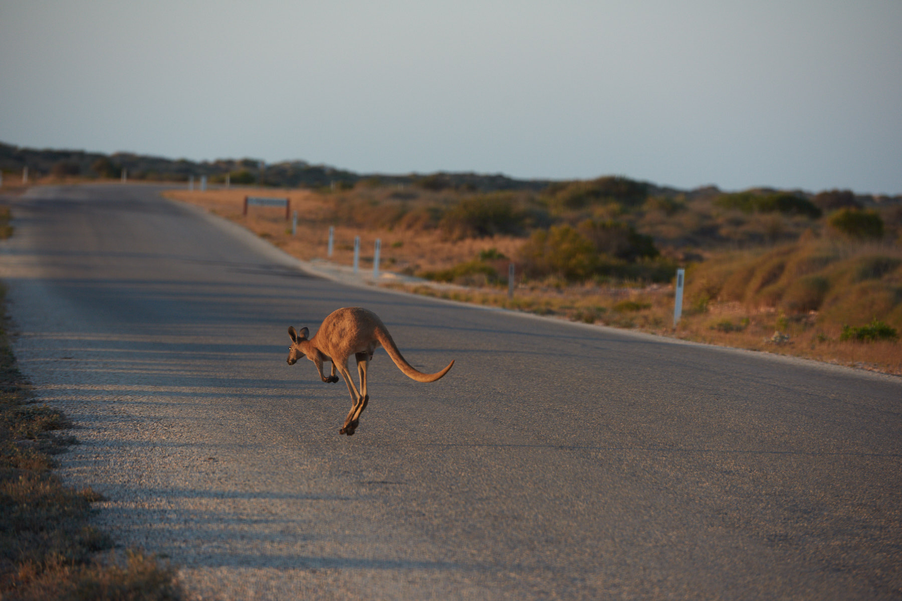 181012_Kangaroo_3